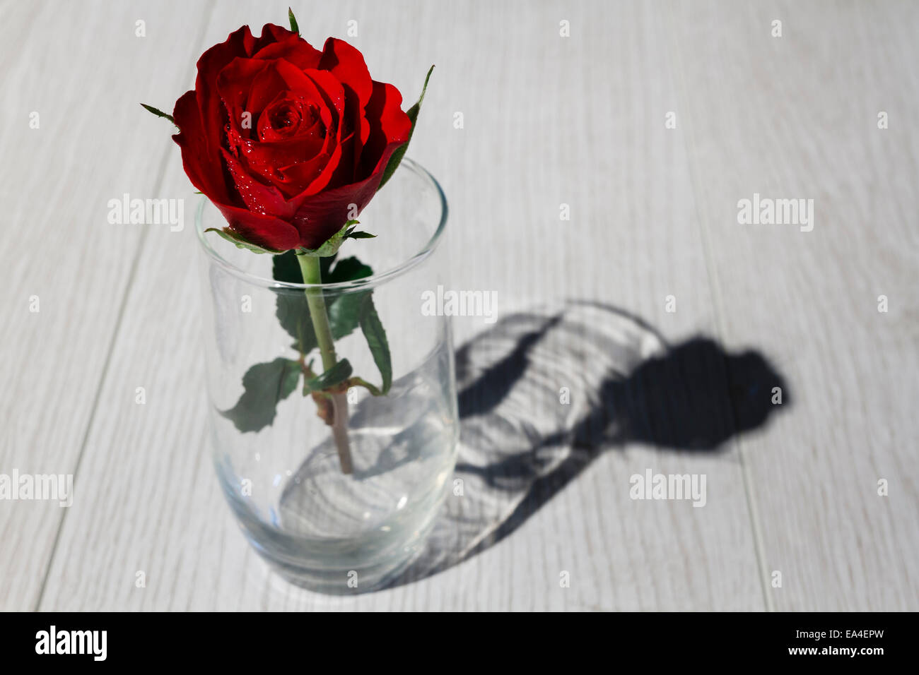 Rose rouge dans un verre sur la table en bois haut Banque D'Images