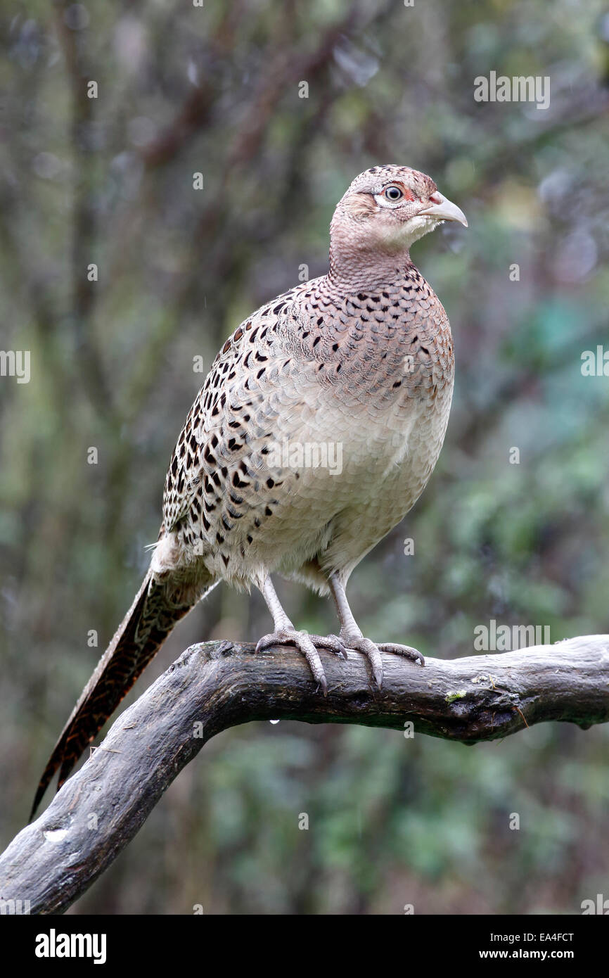 Faisan de Colchide Phasianus colchicus, commune, seule femelle sur branch, Warwickshire, Octobre 2014 Banque D'Images