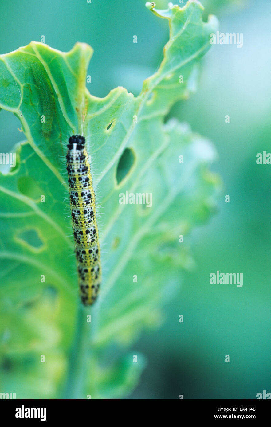 Close up d'une chenille sur une feuille de chou montrant les dommages foliaires Banque D'Images