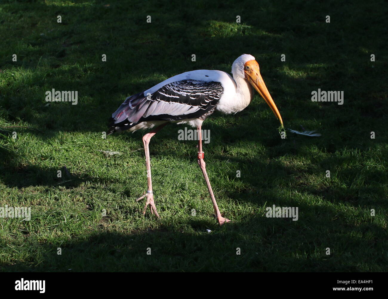 Stork (Mycteria leucocephala peint) Banque D'Images