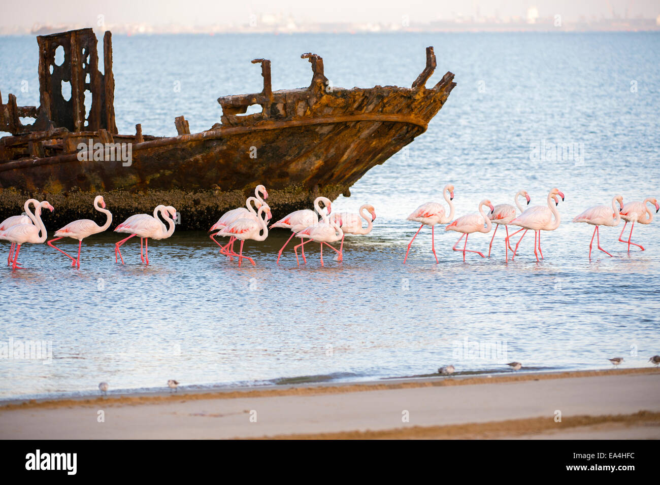 Troupeau de flamant rose gué passé un naufrage Walvis Bay, en Namibie Banque D'Images