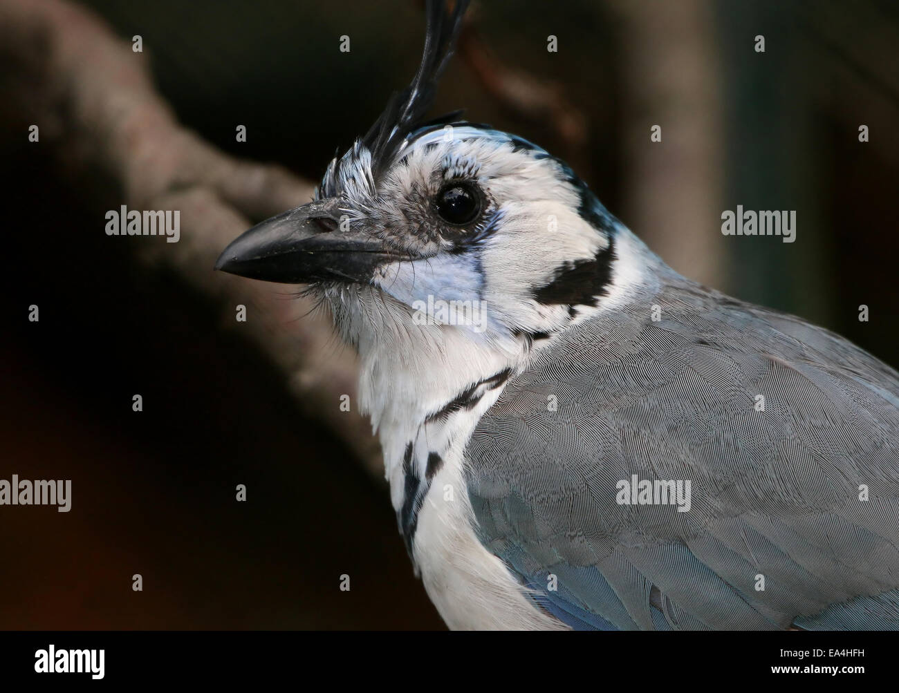 Close-up d'un pays d'Amérique centrale Magpie à gorge blanche (Calocitta formosa-jay), face caméra, vu de profil Banque D'Images