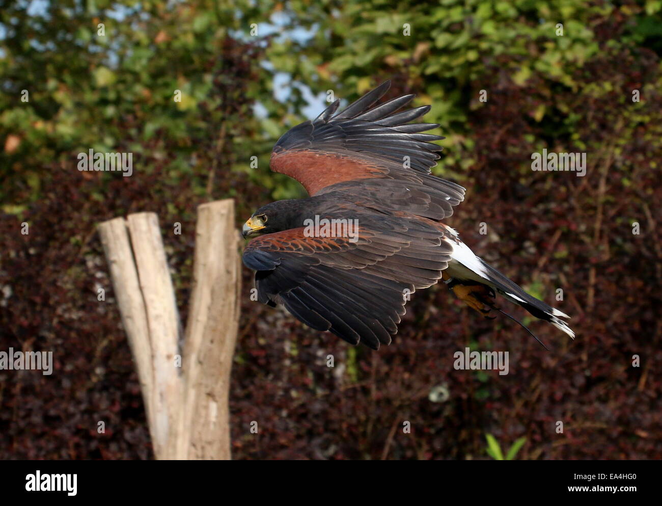 Harris Parabuteo unicinctus (Hawk) en vol à proximité alias Bay-winged hawk sombre ou Banque D'Images