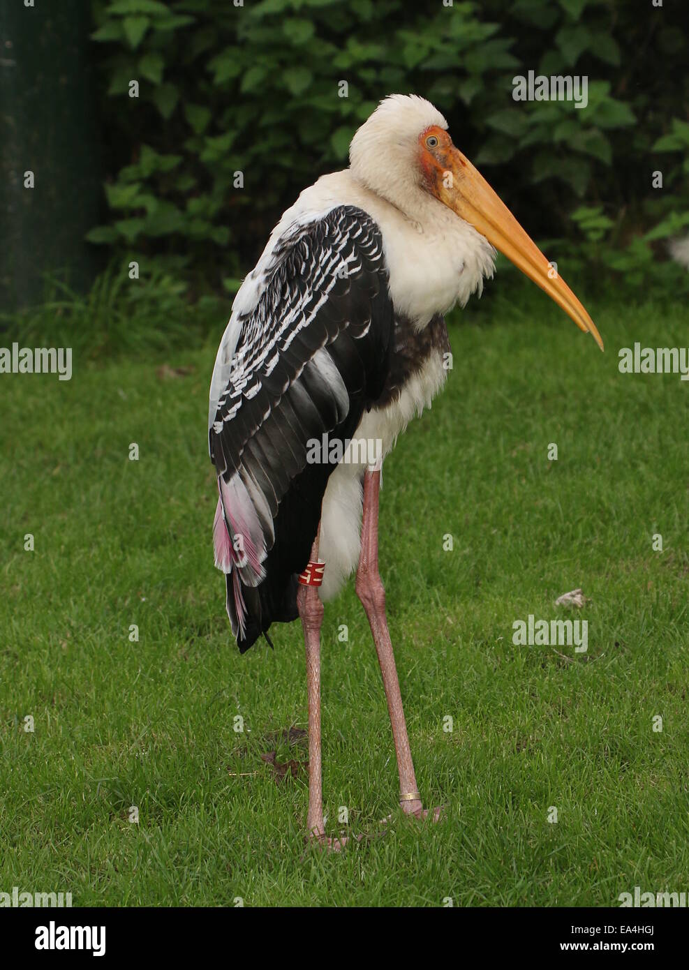 Stork (Mycteria leucocephala peint) Gros plan du haut du corps et la tête, vu de profil Banque D'Images