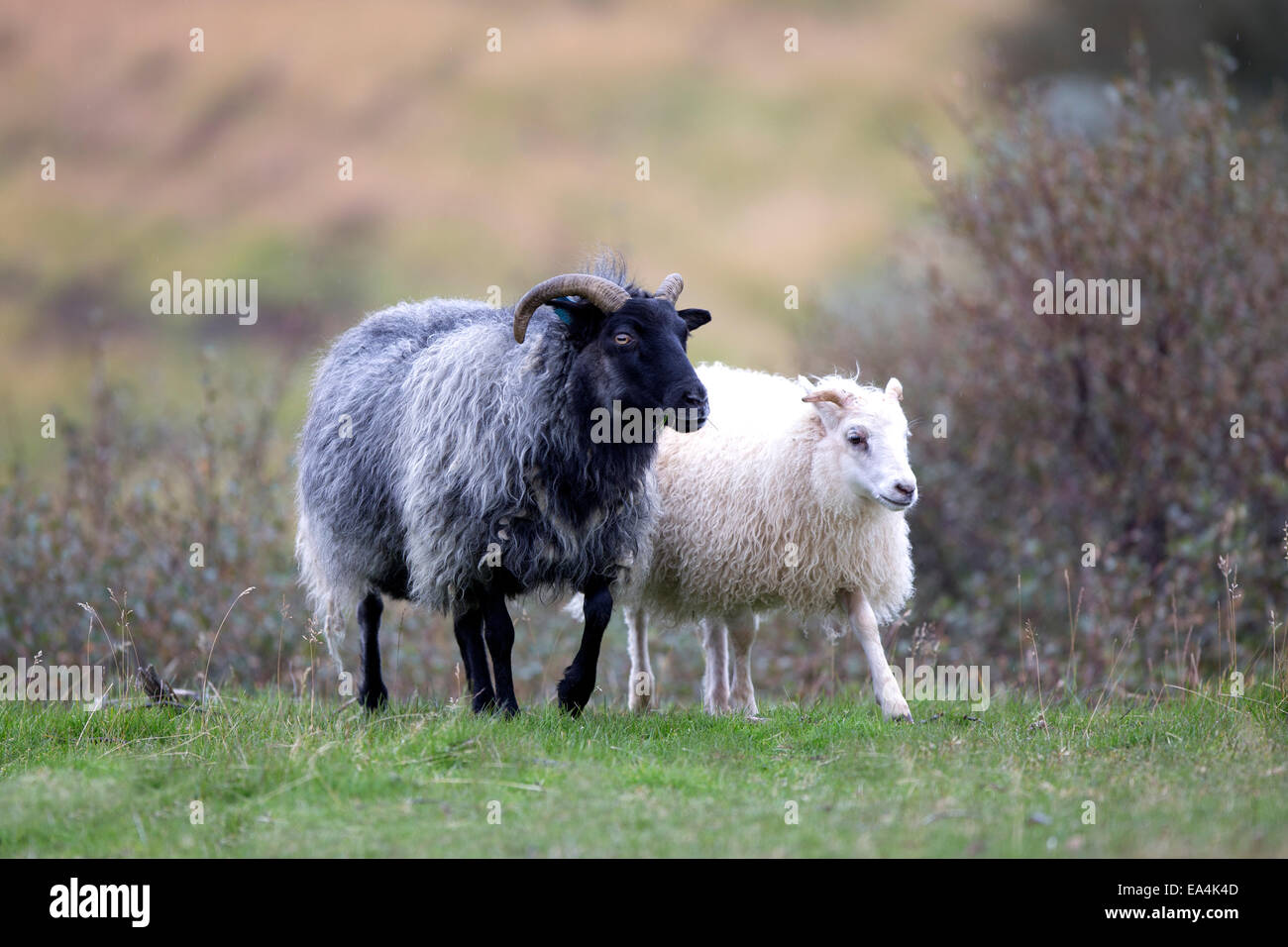Un mouton noir et moutons blancs côte à côte sur l'herbe ; l'Islande Banque D'Images