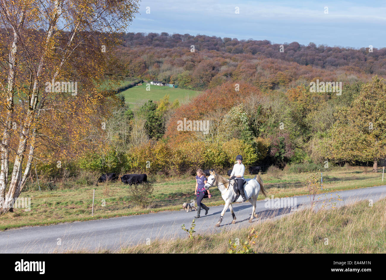 L'automne sur Cranham partie commune de Gloucestershire, réserves naturelles nationales Cranham, Gloucestershire, England, UK Banque D'Images