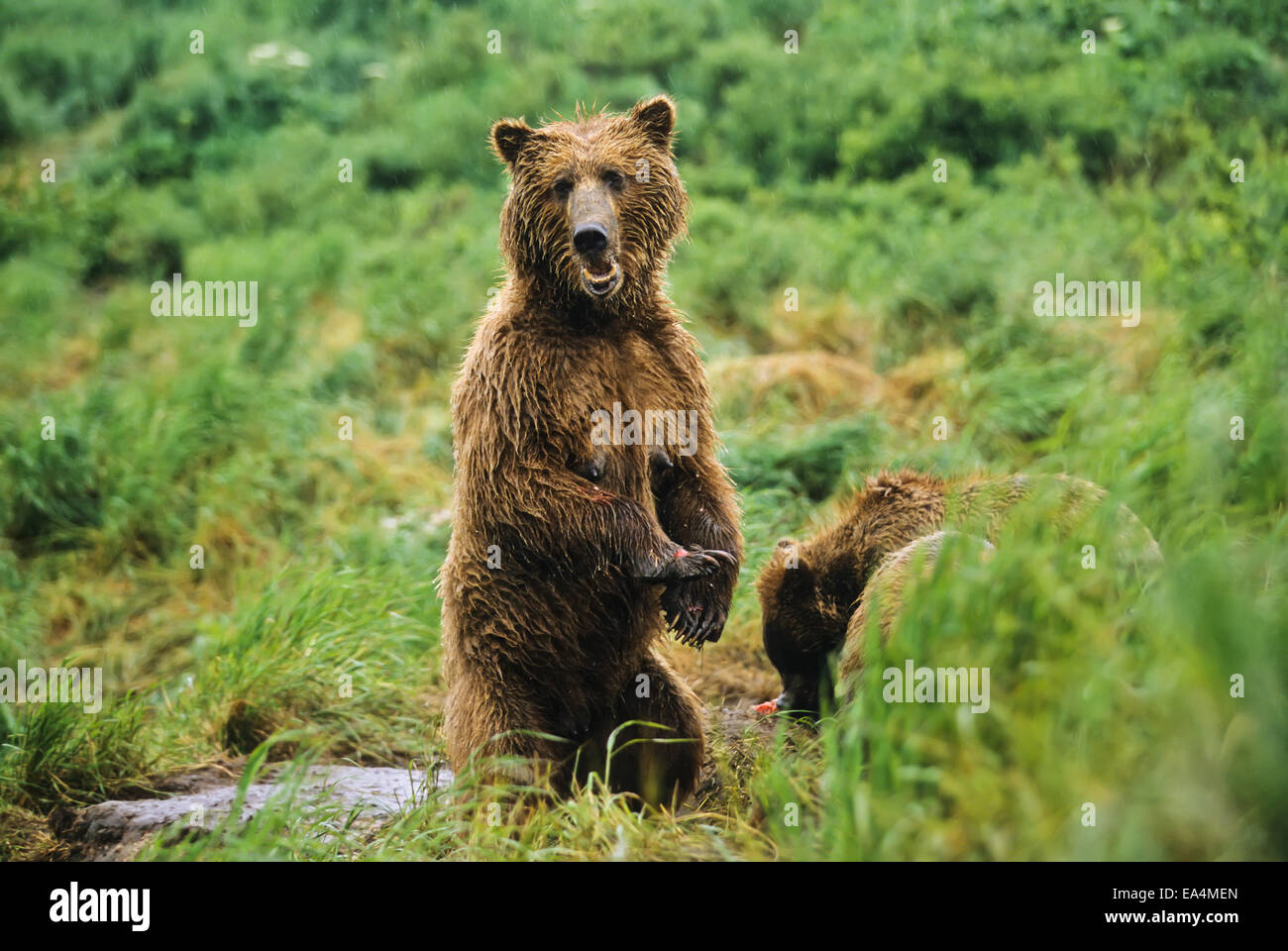 Ours brun (Ursus arctos) semer avec 2 oursons âgés d'un comité permanent lorsque surpris, McNeil River State Game Sanctuaire, Alaska, USA Banque D'Images