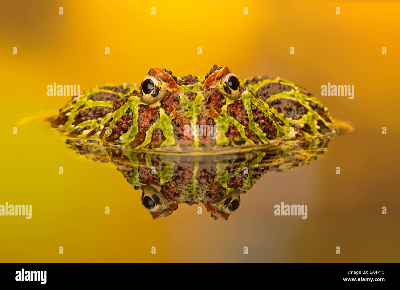 Ornate horned frog (Ceratophrys cranwelli) et son reflet dans un bassin Banque D'Images