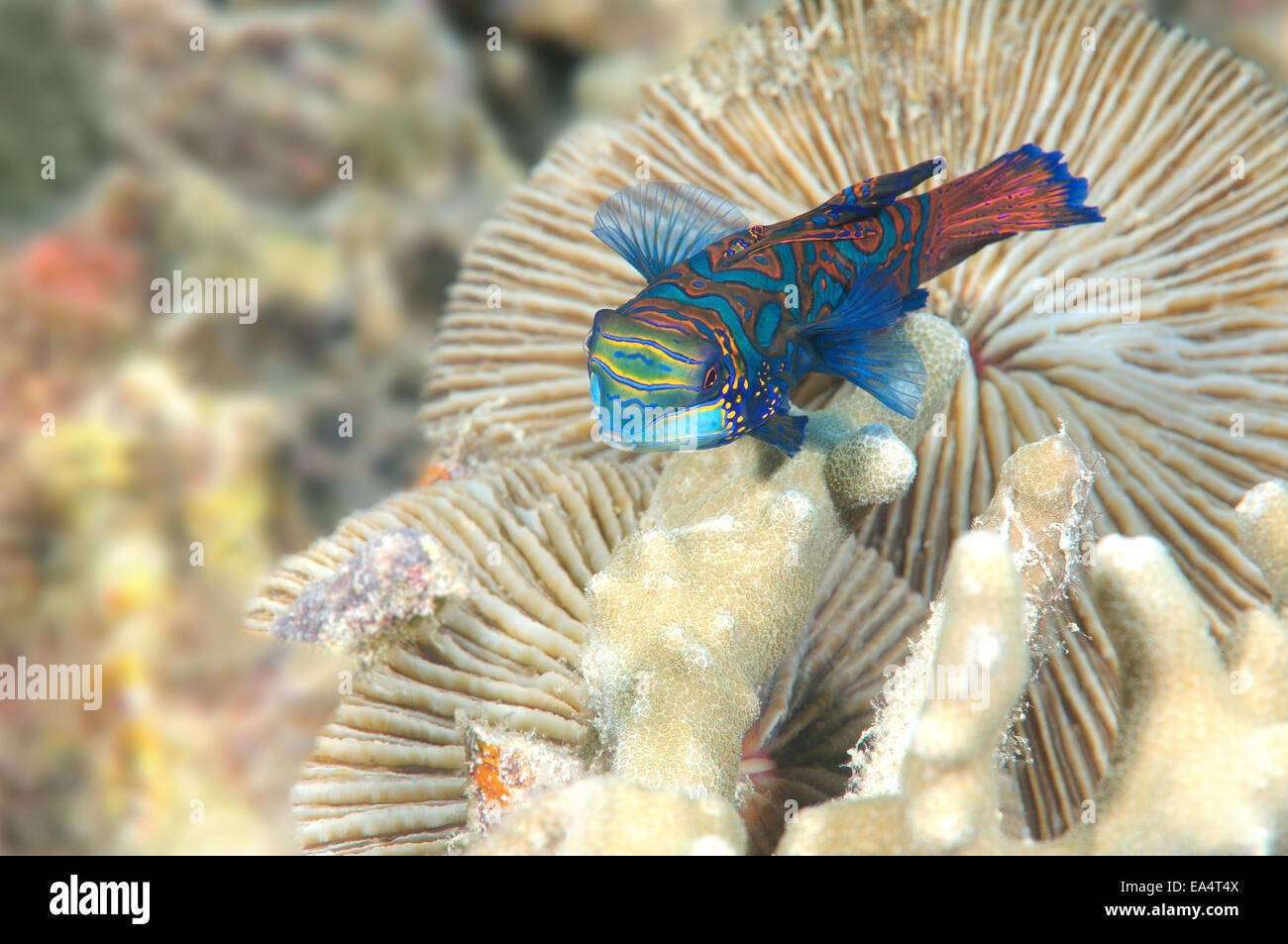 Mandarinfish ou mandarin dragonet (Synchiropus splendidus) Mer de Bohol, Cebu, Philippines, en Asie du sud-est Banque D'Images