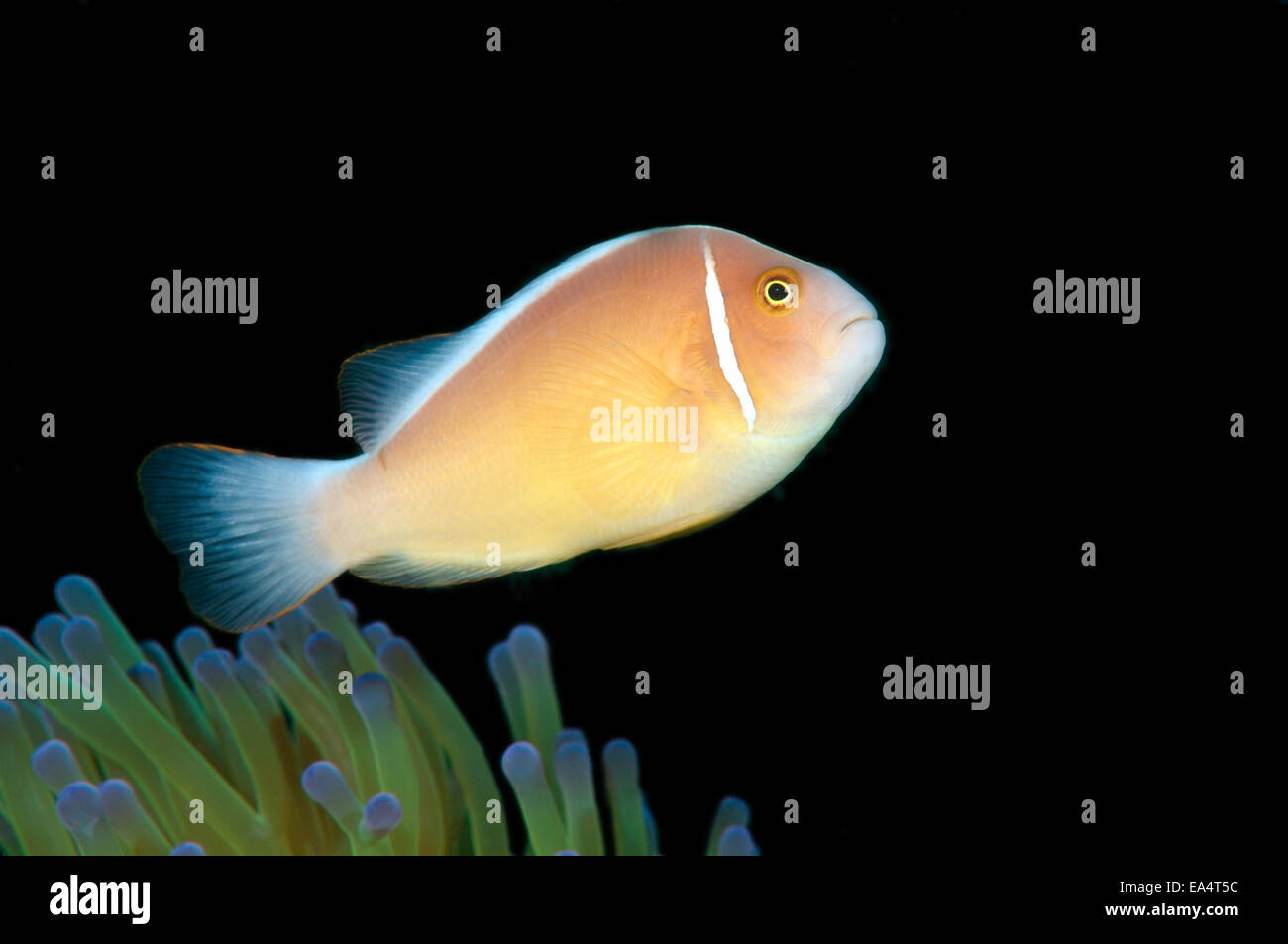 Les poissons clowns ou rose rose poisson clown (Amphiprion perideraion) Mer de Bohol, Cebu, Philippines, en Asie du sud-est Banque D'Images