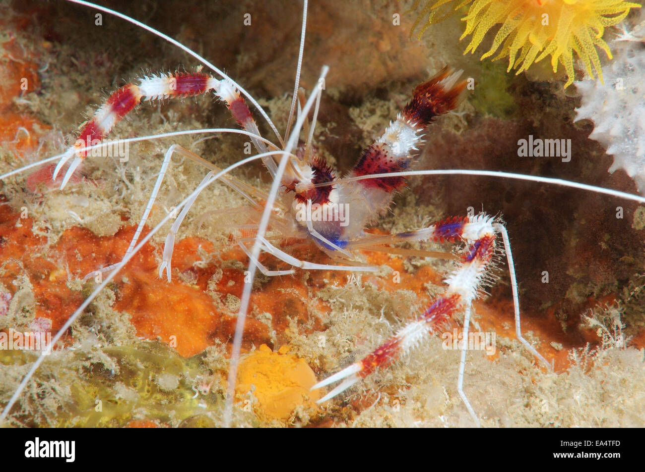 Les bandes ou en bandes de crevettes Crevettes Stenopus hispidus (plus propre) de la mer de Bohol, Cebu, Philippines, en Asie du sud-est Banque D'Images