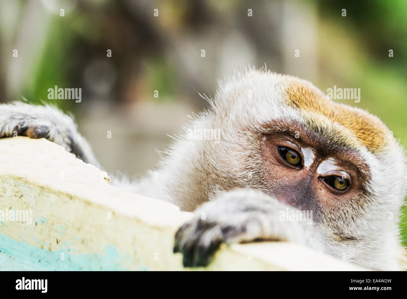 Manger du crabe ou macaque macaque à longue queue (Macaca fascicularis), Siuhan, Lac Toba, au nord de Sumatra, Indonésie Banque D'Images