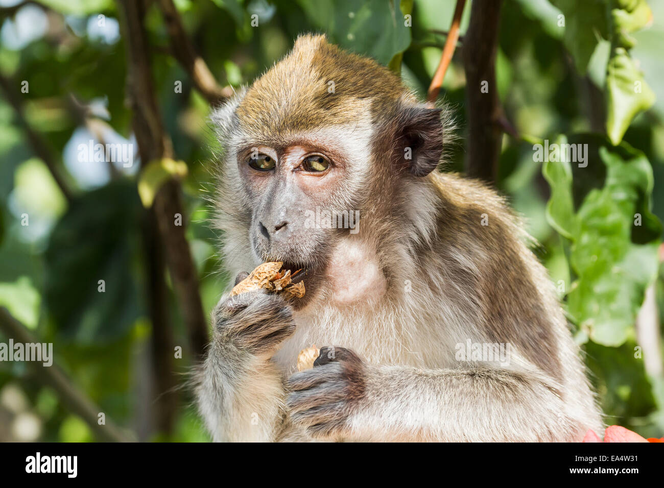 Manger du crabe ou macaque macaque à longue queue (Macaca fascicularis), Siuhan, Lac Toba, au nord de Sumatra, Indonésie Banque D'Images Manger du crabe ou macaque macaque à longue queue (Macaca fascicularis), Siuhan, Lac Toba, au nord de Sumatra, Indonésie Banque D'Images