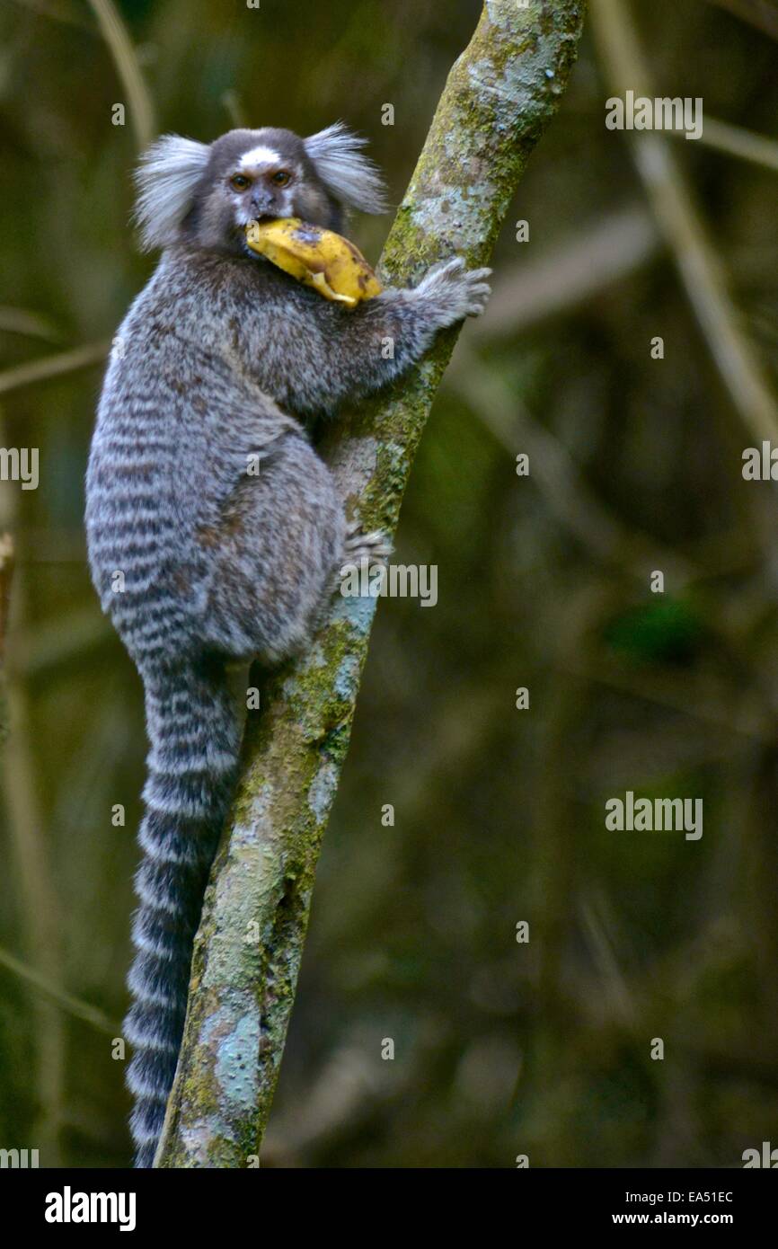 Noir-ear (Ouistiti Callithrix penicillata) dans la Forêt Atlantique, le Brésil Banque D'Images