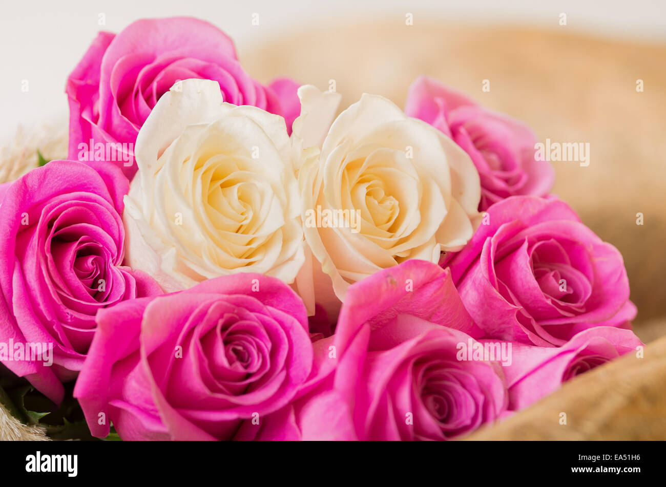 Magnifique bouquet de roses blanches et roses équatoriennes Banque D'Images