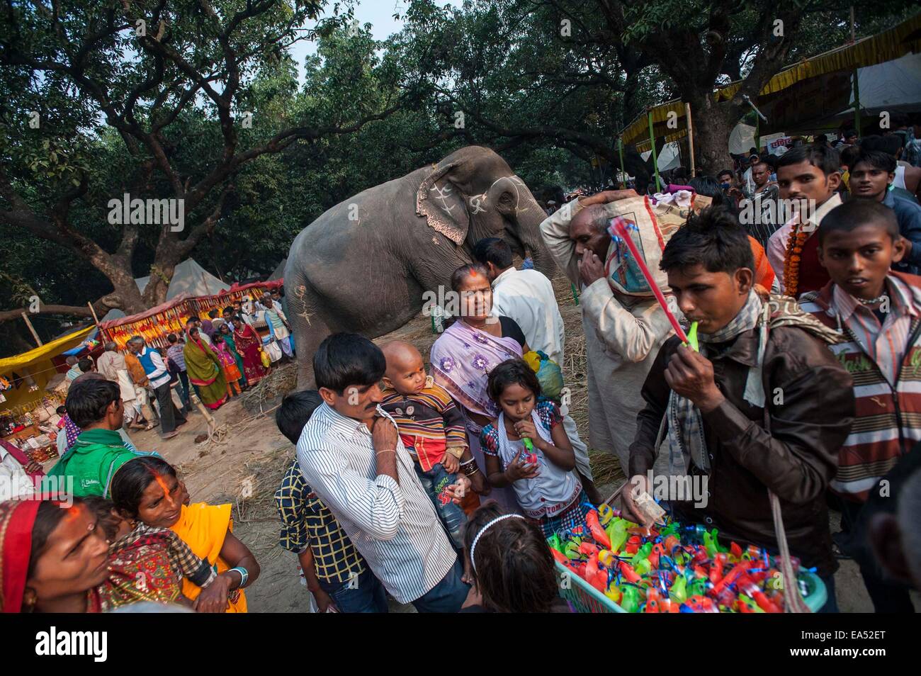 Patna, État indien du Bihar. Nov 6, 2014. La visite annuelle des bovins Sonepur, juste quelques 25 km de Patna, capitale de l'Est de l'état indien du Bihar, le 6 novembre 2014. La foire a eu lieu sur la confluence de la rivière Ganges et Gandak. © Tumpa Mondal/Xinhua/Alamy Live News Banque D'Images