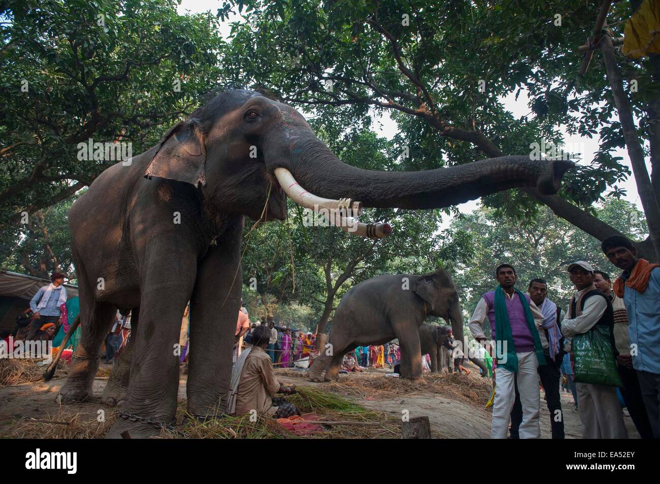 Patna, État indien du Bihar. Nov 6, 2014. Les éléphants accueillent les visiteurs au cours de l'Assemblée Sonepur, certains bovins juste à 25 km de Patna, capitale de l'Est de l'état indien du Bihar, le 6 novembre 2014. La foire a eu lieu sur la confluence de la rivière Ganges et Gandak. © Tumpa Mondal/Xinhua/Alamy Live News Banque D'Images
