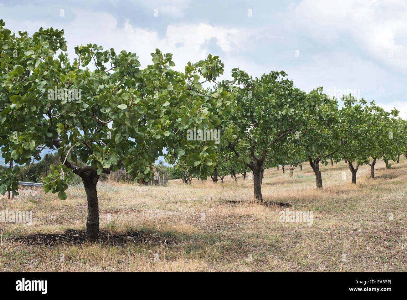 Les pistachiers en Grèce. Plantation de pistache Banque D'Images