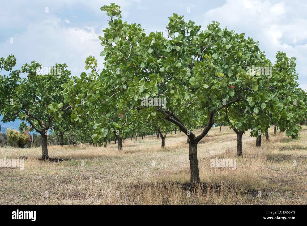 Les pistachiers en Grèce. Plantation de pistache Banque D'Images