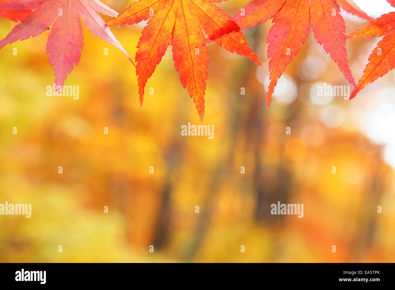 Feuilles d’automne Banque D'Images