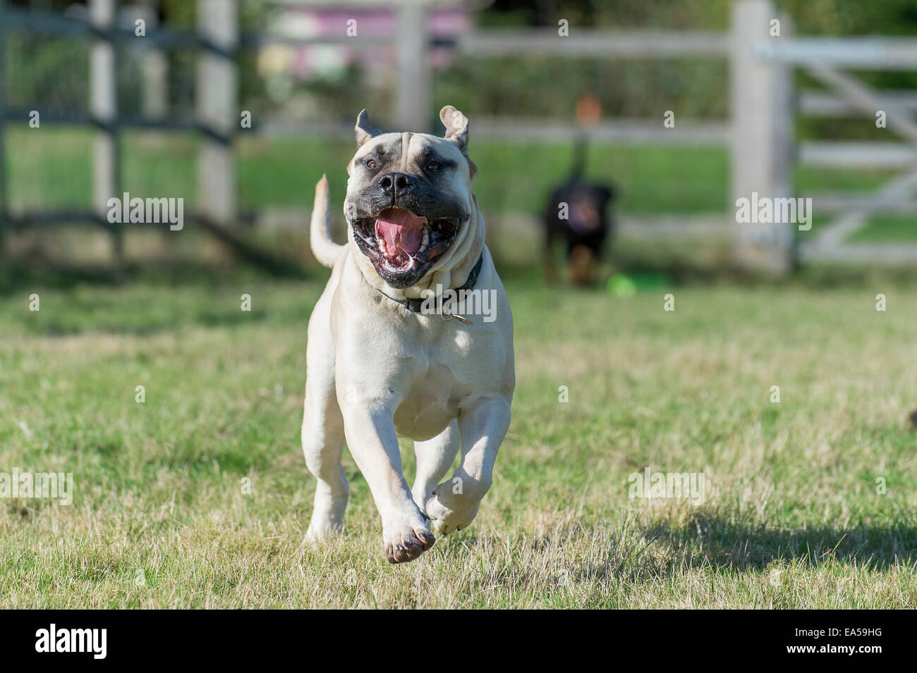 Un Boerboel Mastiff Mastiff (South African) Chien, environ 2 ans, la course avec un Rottweiler dans l'arrière-plan. Banque D'Images