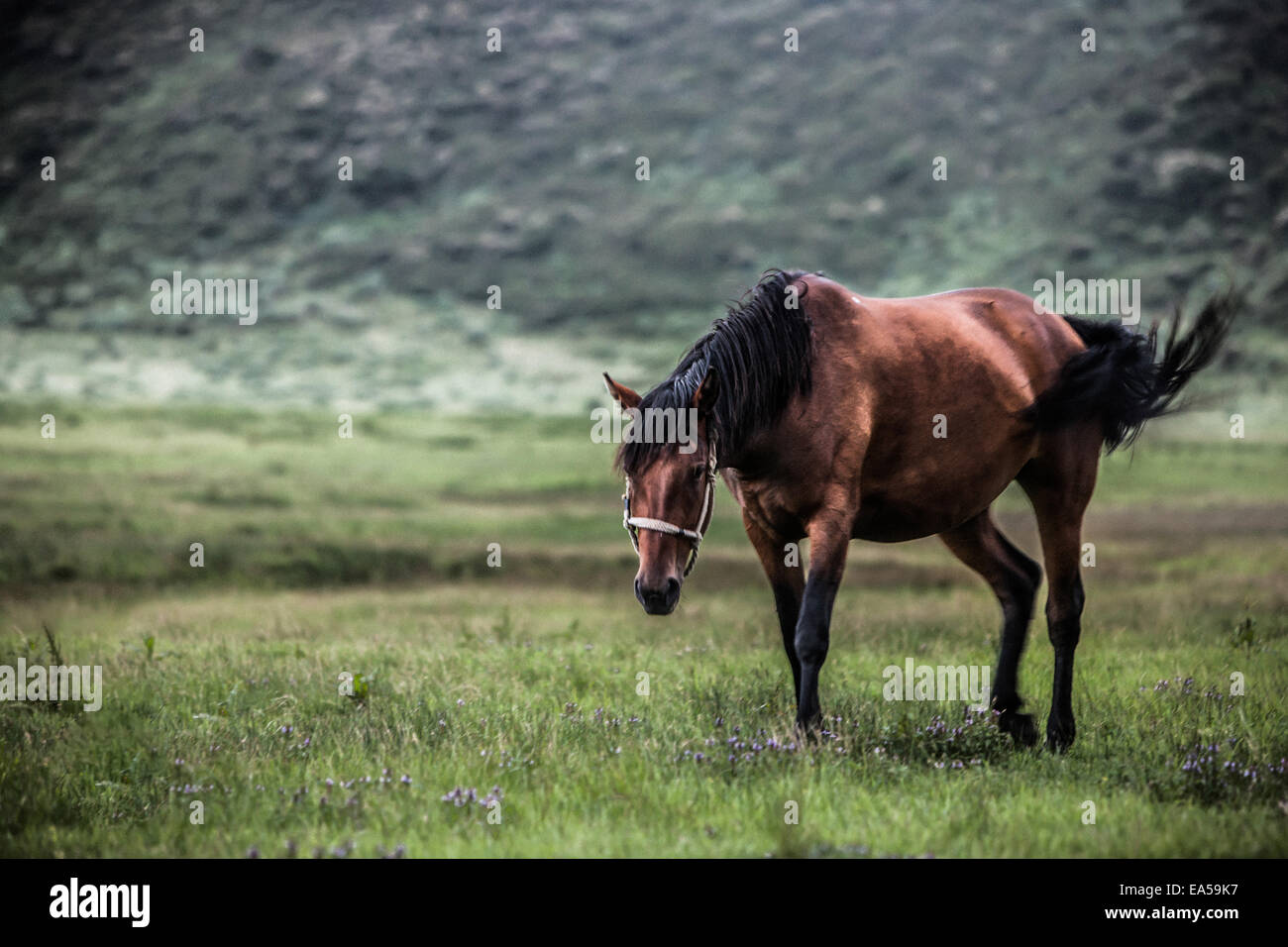 Cheval dans un champ Banque D'Images