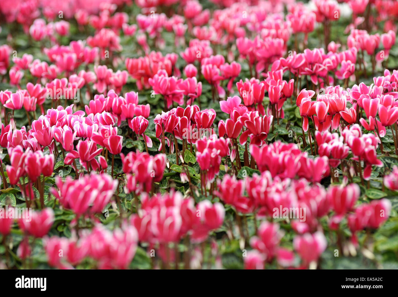 Fond de fleurs de cyclamen rose coloré Banque D'Images