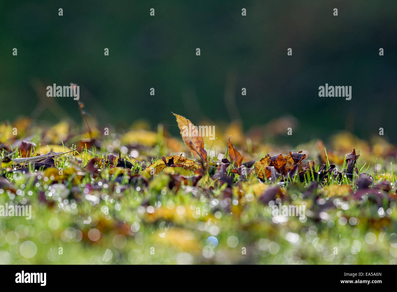 L'automne les feuilles tombées sur l'herbe. Banque D'Images