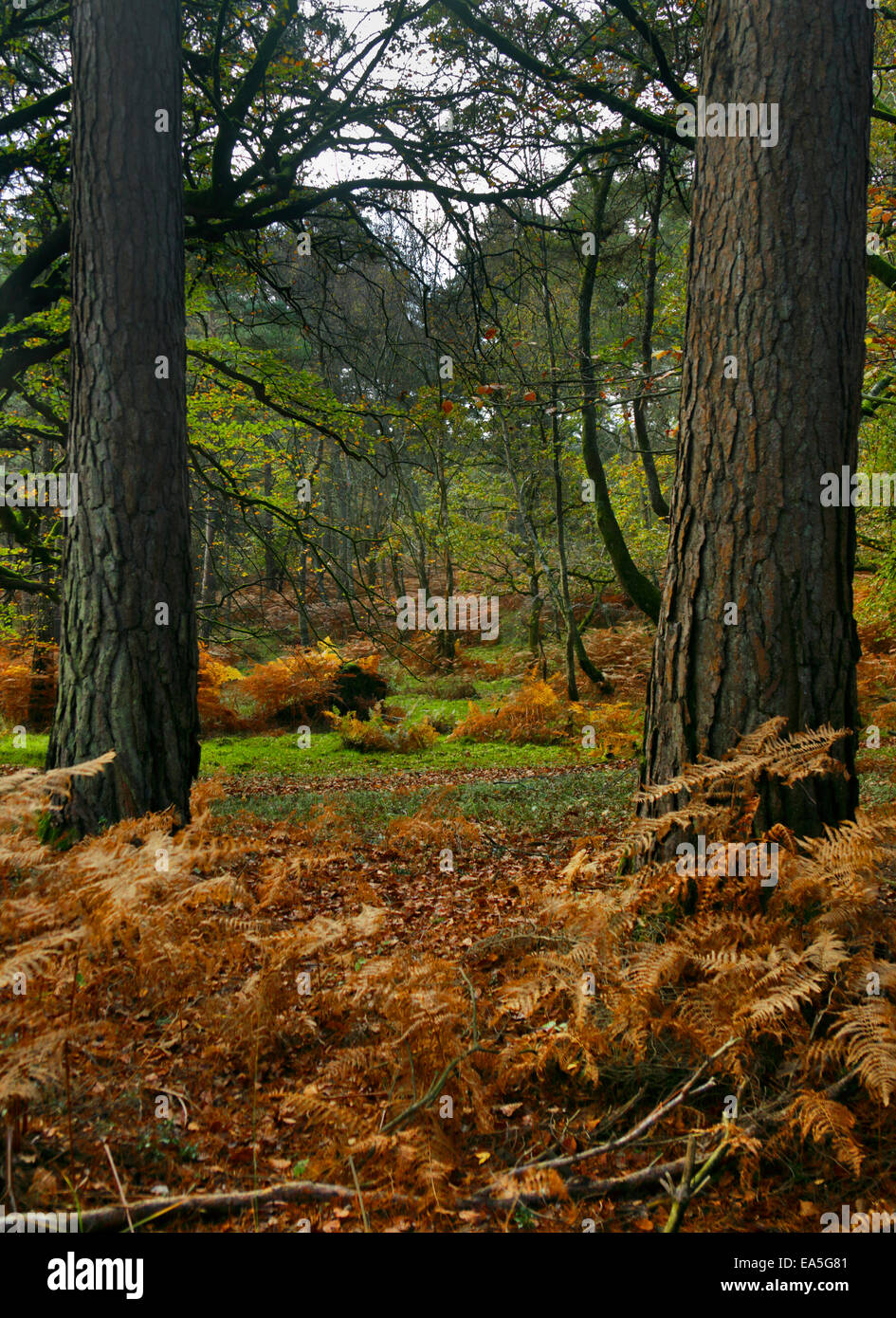 Couleurs d'automne dans la forêt de Bolderwood, Nouveau, Hampshire, Angleterre Banque D'Images