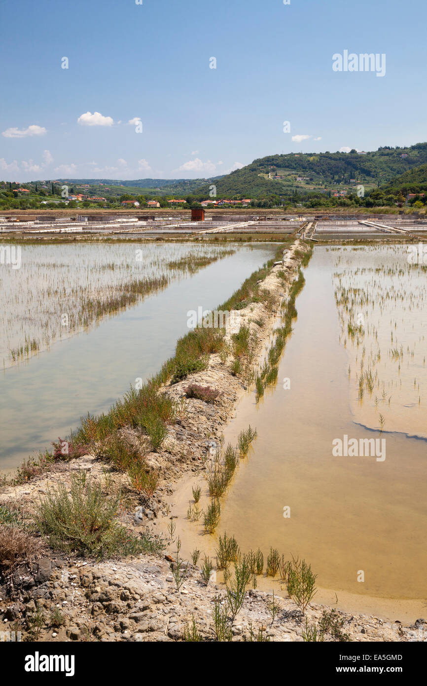 La Slovénie, l'Istrie, côte Adriatique, Strunjan, réserve naturelle, Saline Banque D'Images