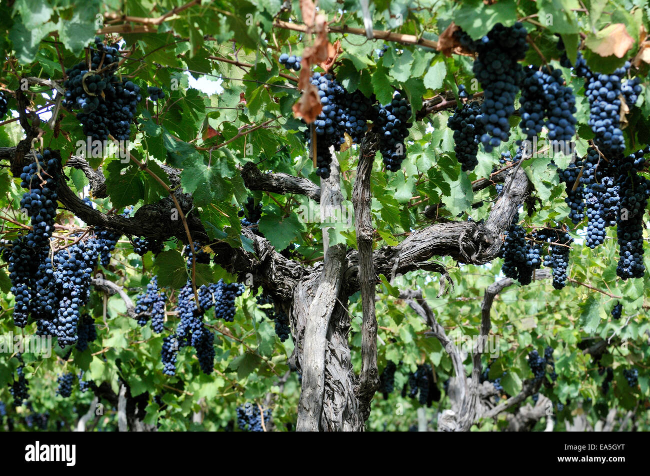 L'Argentine, la Province de Mendoza, Maipu, cépage Syrah vine Banque D'Images