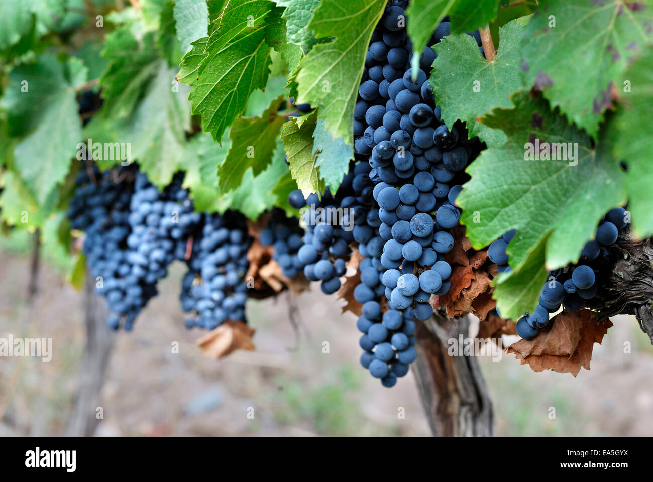 L'Argentine, la Province de Mendoza, Maipu, cépage Malbec vine Banque D'Images