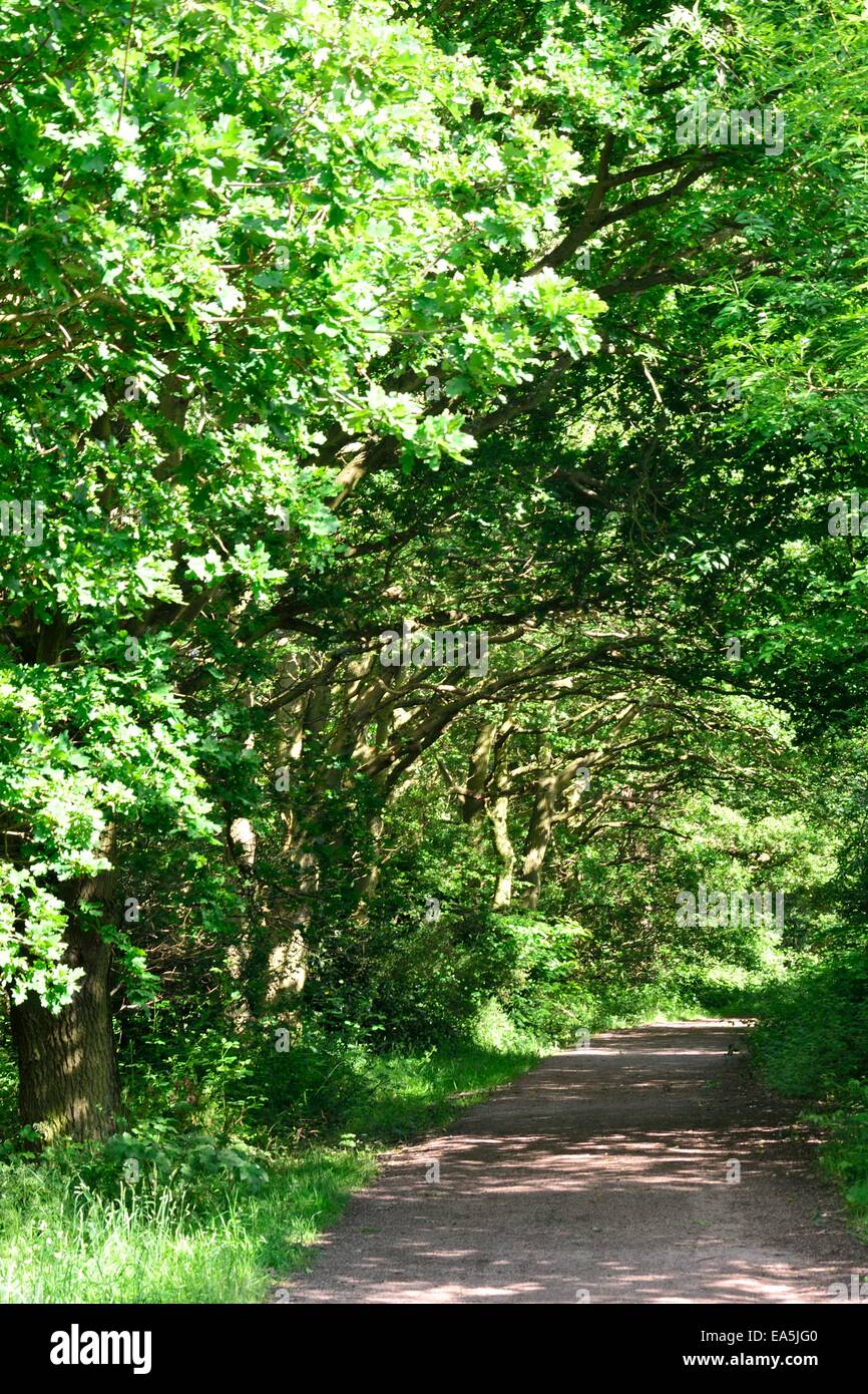 Chemin Vert foncé Banque D'Images