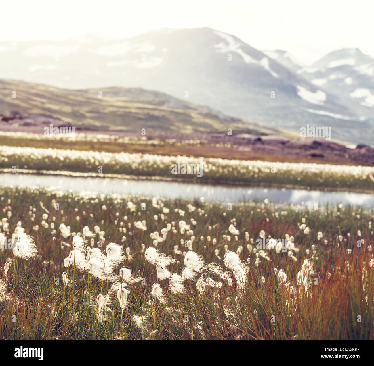 Fleurs arctiques Banque D'Images