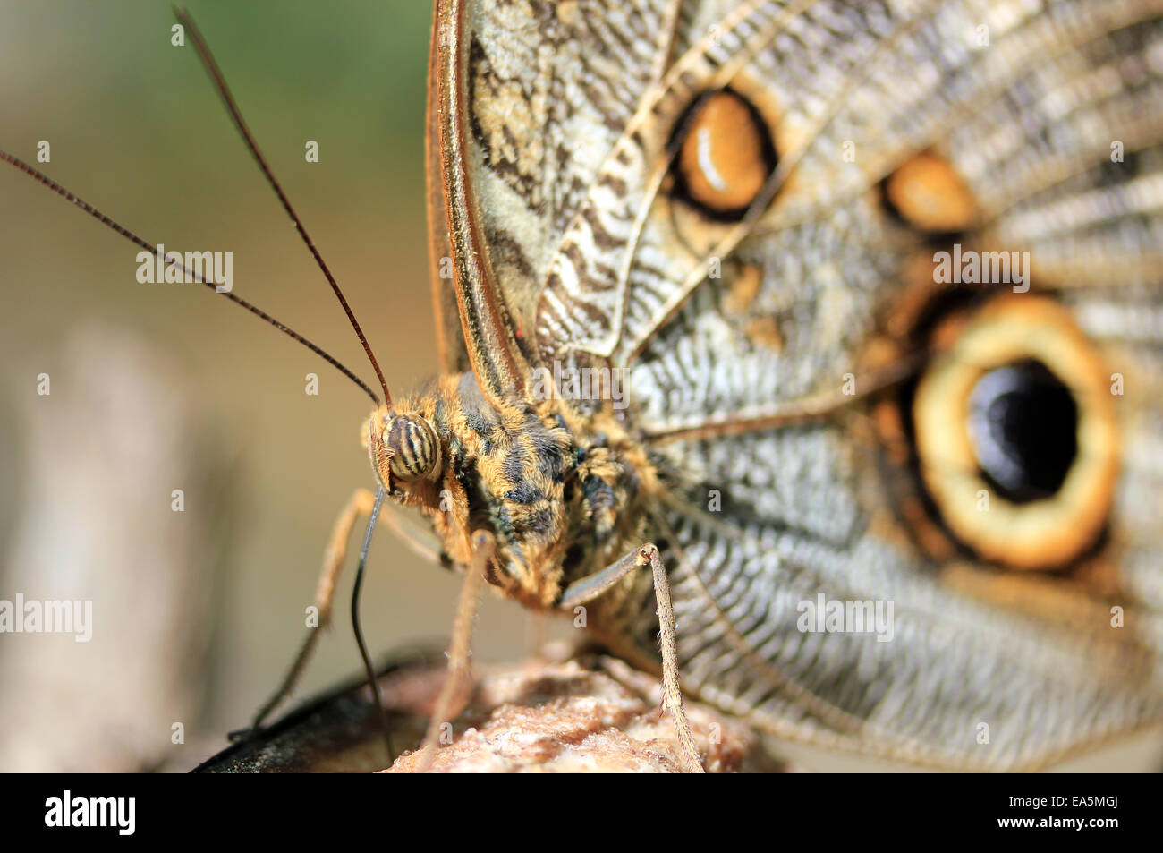 Papillon Hibou géant de la forêt Banque D'Images