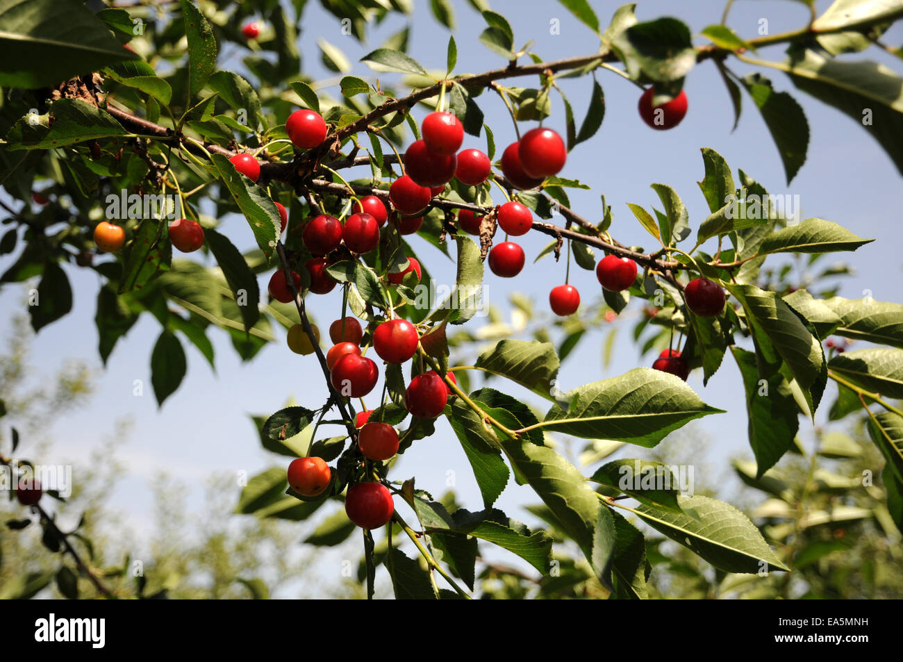 Cerises aigres Banque D'Images