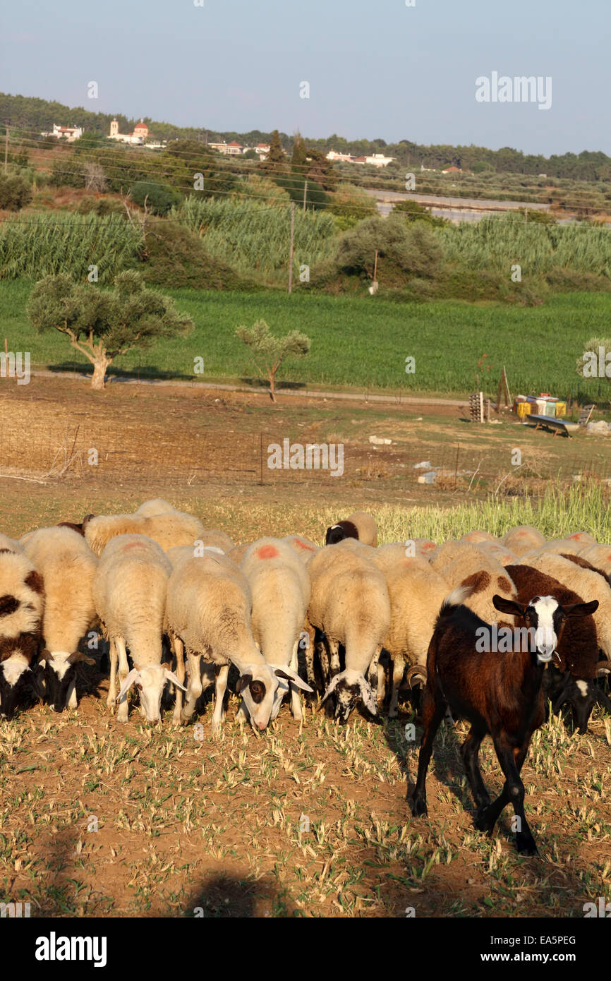 Troupeau de moutons Banque D'Images