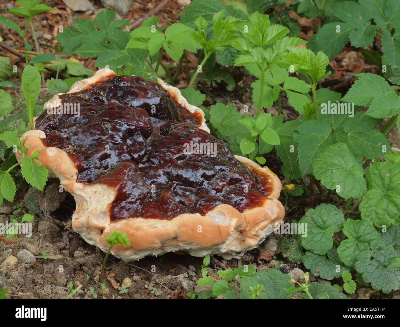 Champignons Lingzhi, le champignon Reishi Banque D'Images