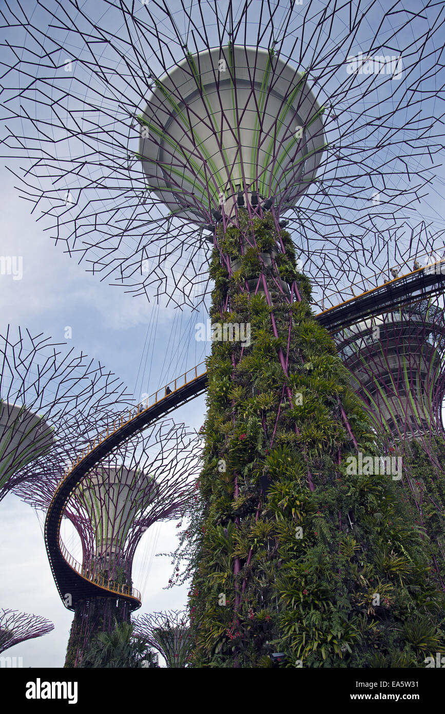 Gardens by the Bay, Singapour Banque D'Images