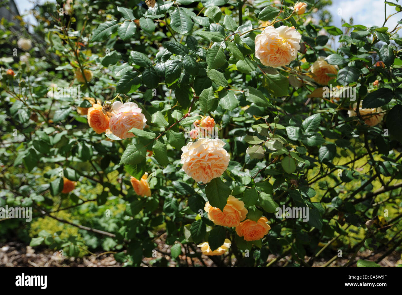 Rose anglaise Banque D'Images