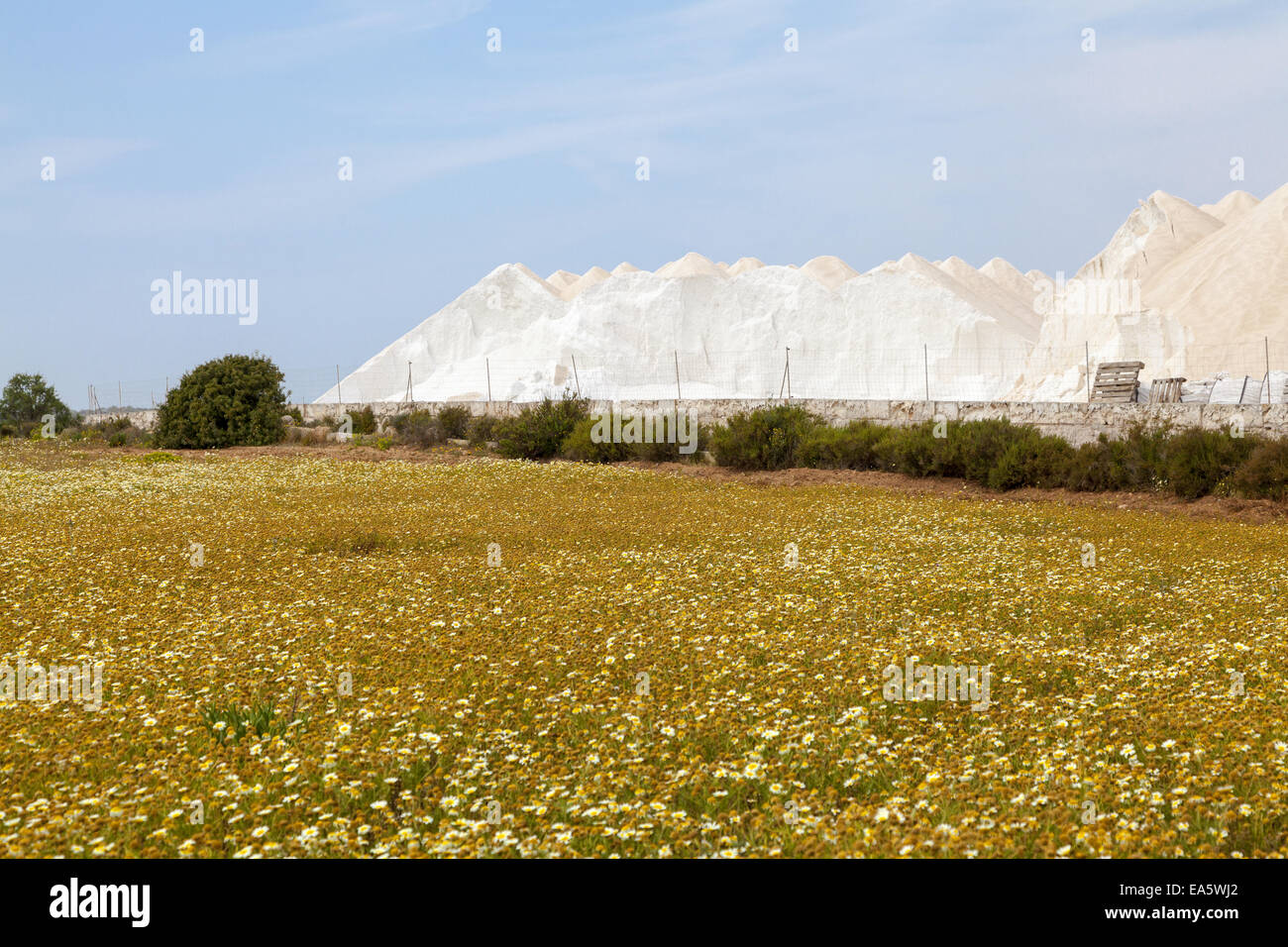 Flower meadow et les Salines de Llevant Banque D'Images