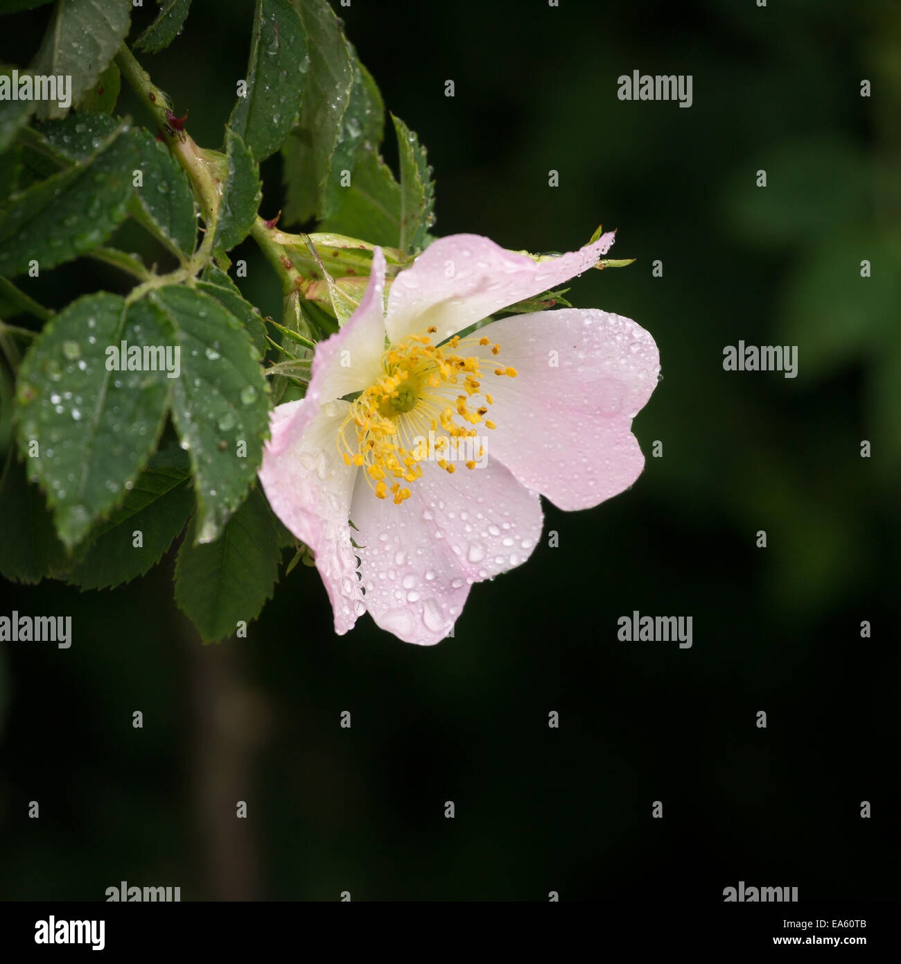 Rosier sauvage rose Banque de photographies et d’images à haute — free download