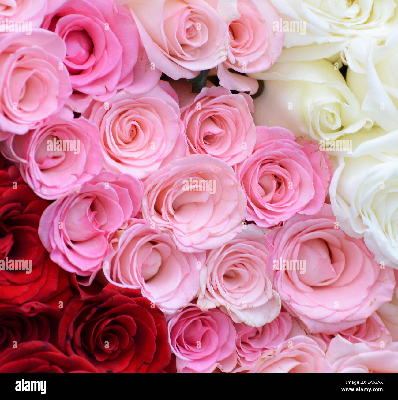 Rose, Blanc, roses rouges background Banque D'Images