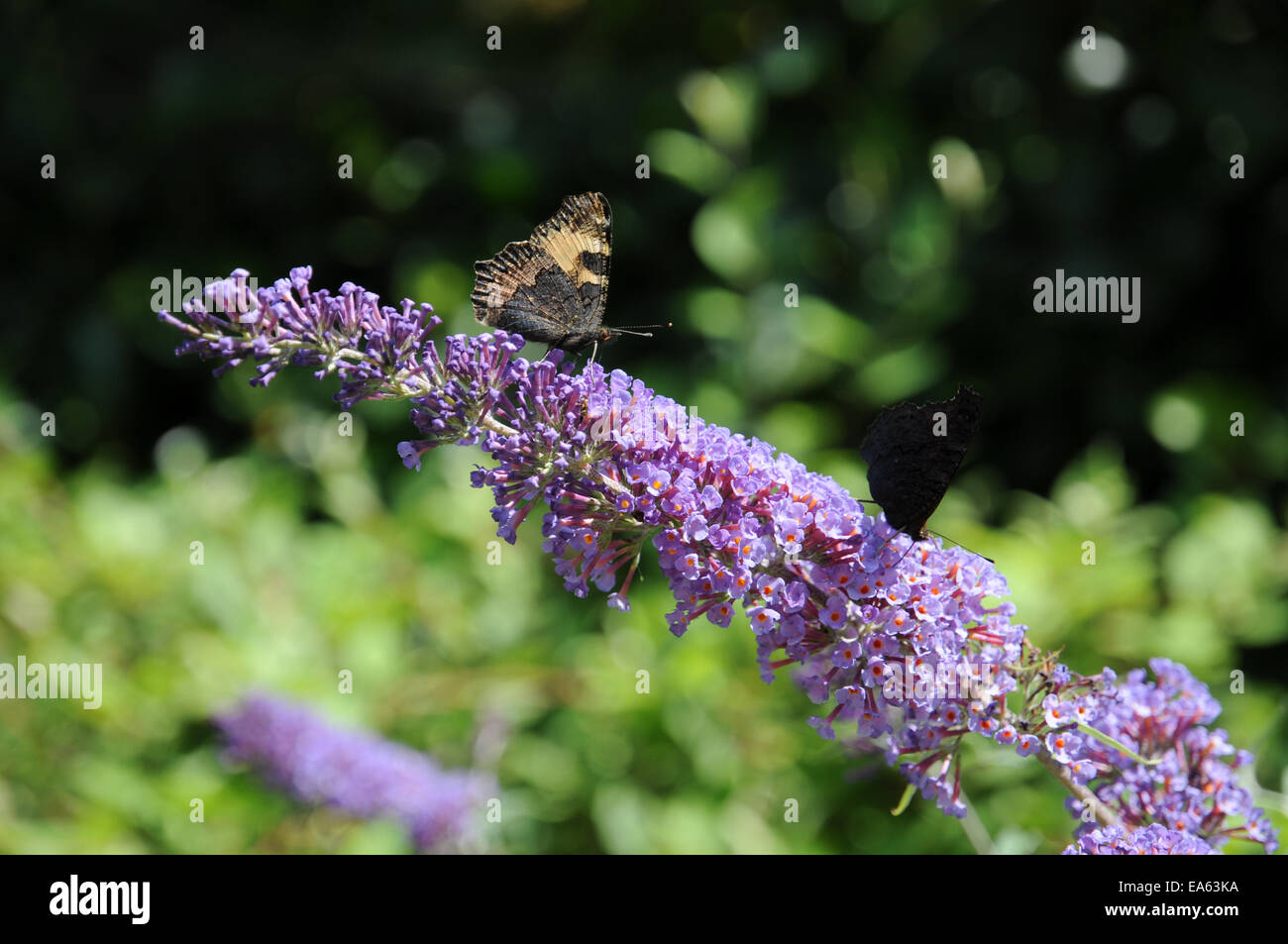 Butterfly bush Banque D'Images