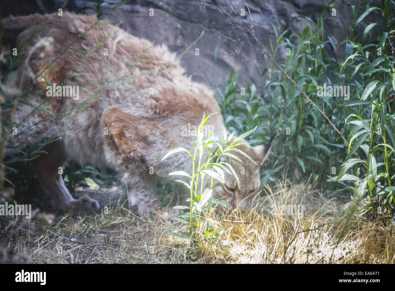 Le lynx chasse un oiseau Banque D'Images