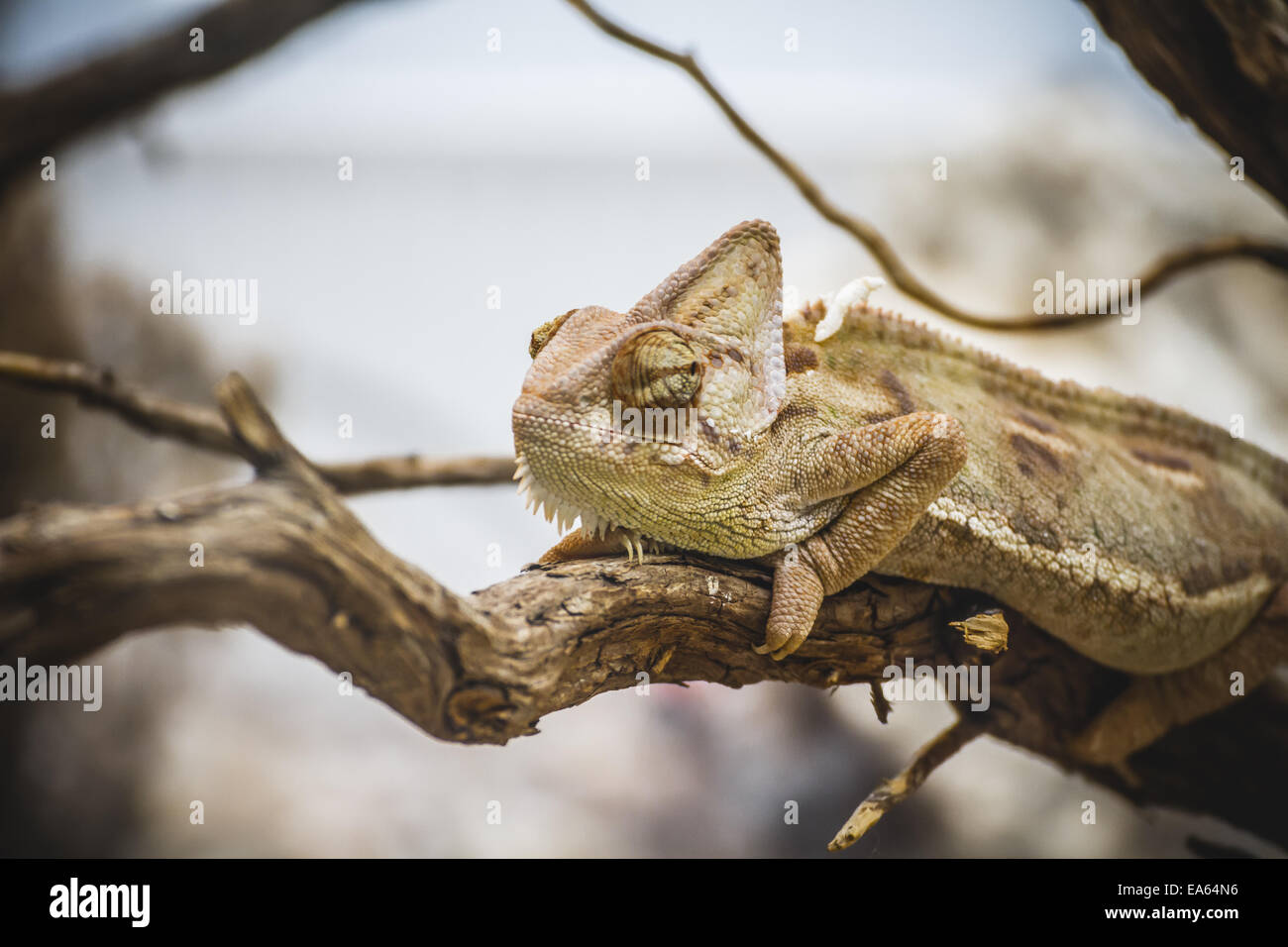 Peau de lézard écailleux se reposant dans le soleil Banque D'Images