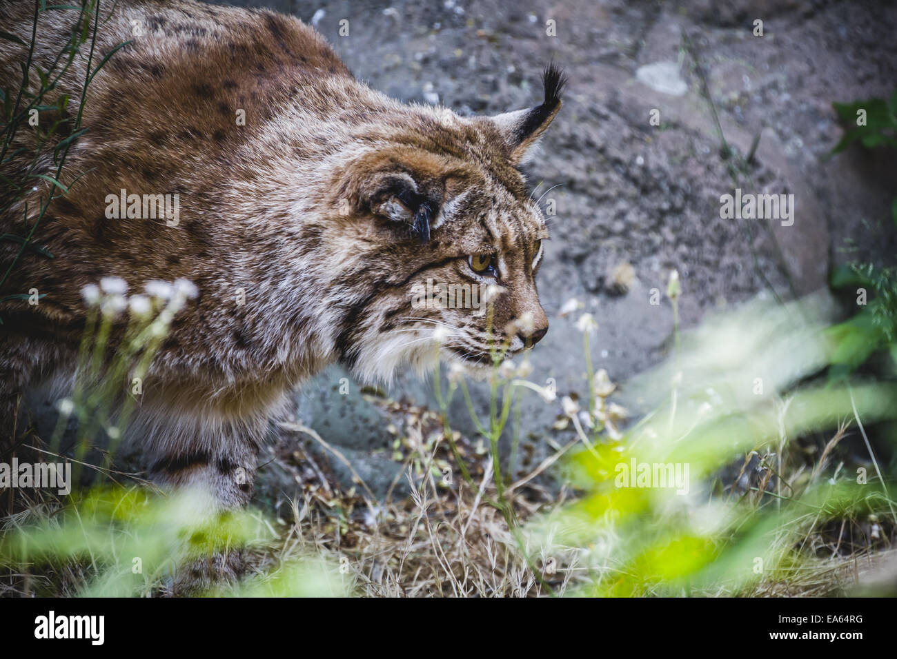 Lynx ibérique à la poursuite d'un oiseau, Hunter Banque D'Images