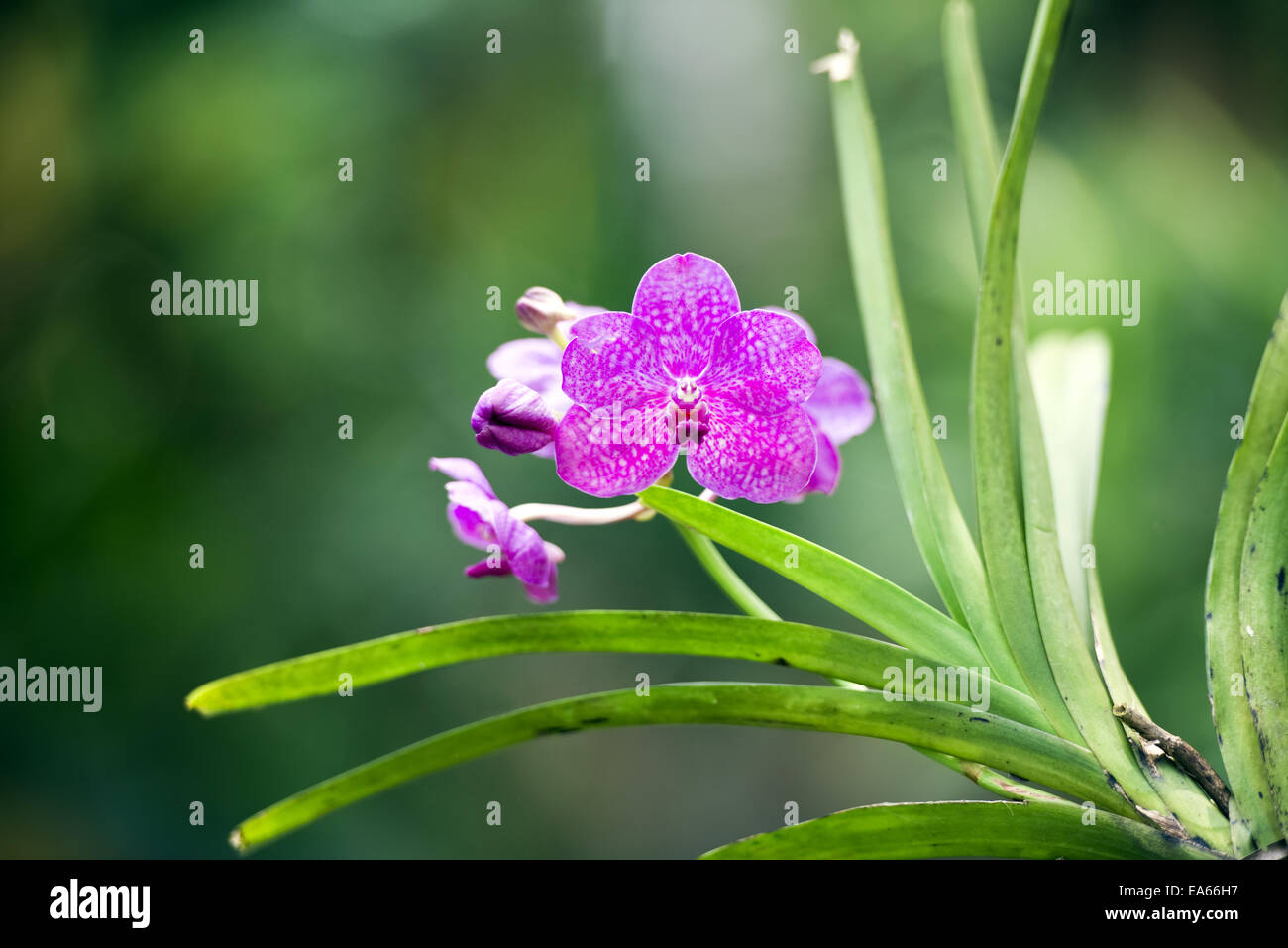 Orchid Ascocenda Princess Mikasa 'Pink' Banque D'Images