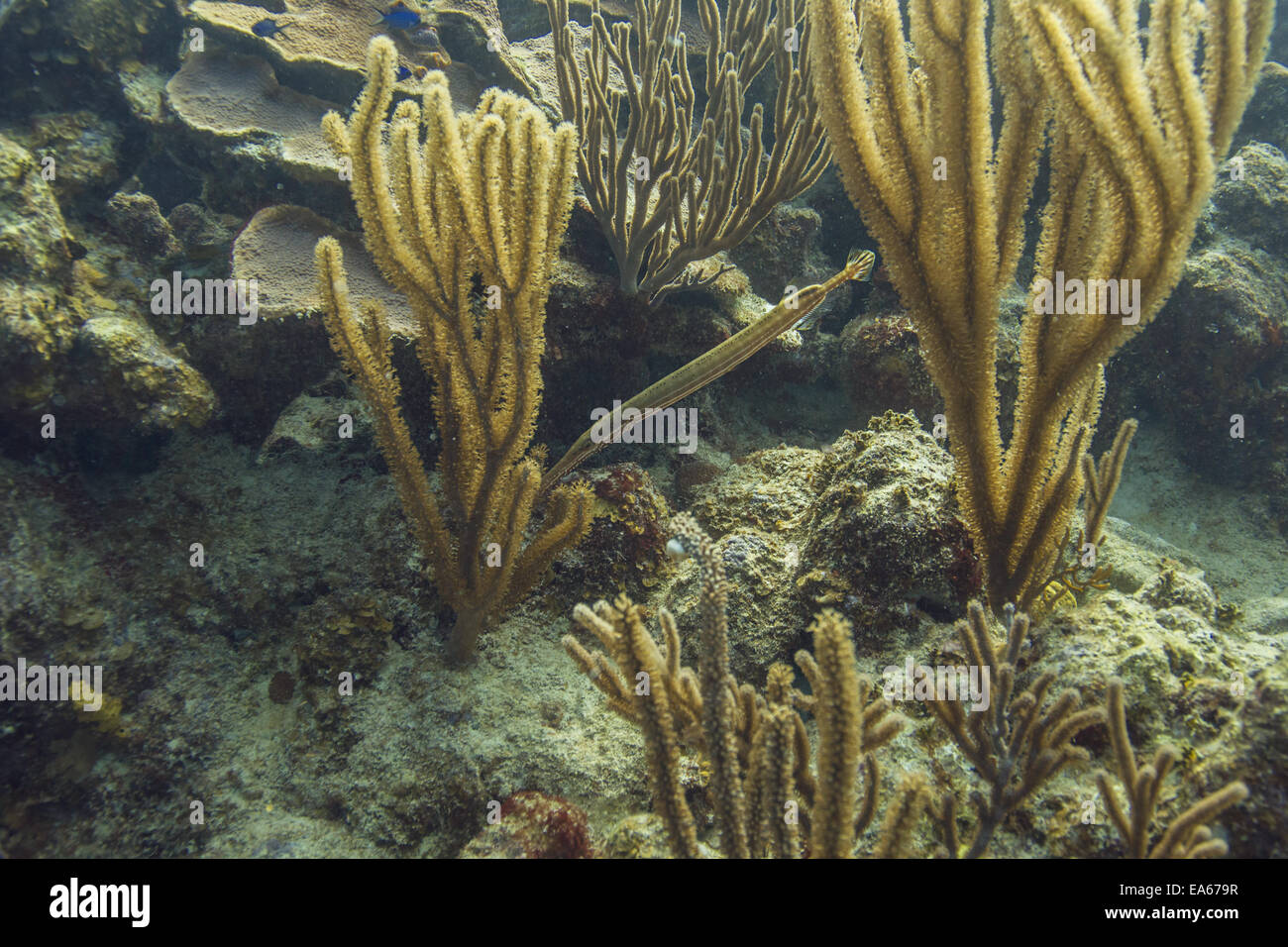 Poissons-trompette de l'Atlantique Banque D'Images