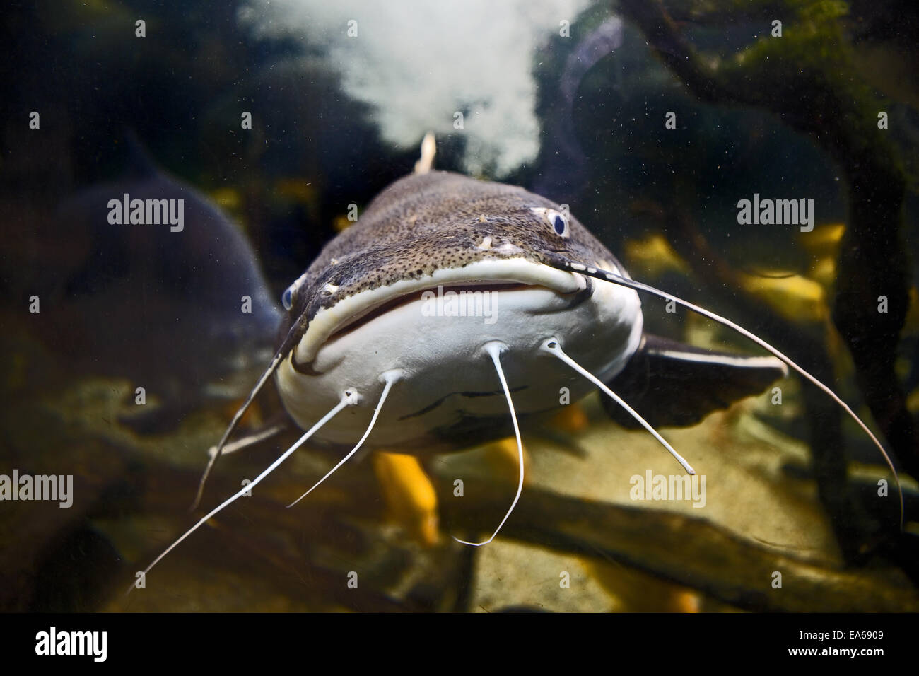 Poisson d’eau douce avec barbillons Banque de photographies et d’images ...